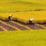 Quy Định, Thủ Tục Và Hồ Sơ Liên Quan Đến Chuyển Nhượng Đất Trồng Lúa